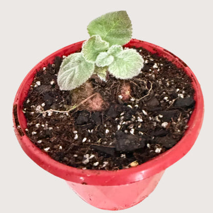 Brazilian Edelweiss-130mm pot Size