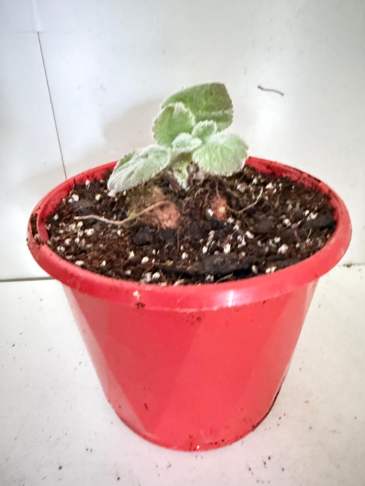 Brazilian Edelweiss-130mm pot Size
