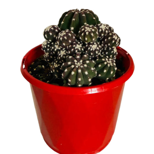 Echinopsis subdenudata var. Compacta #109  – Button Cactus- 130mm