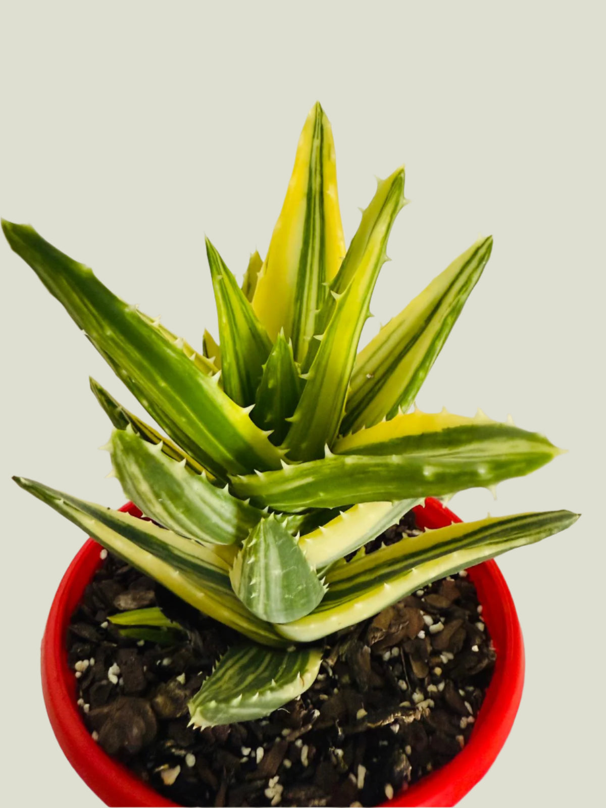 Aloe Hybrid Mitriformis