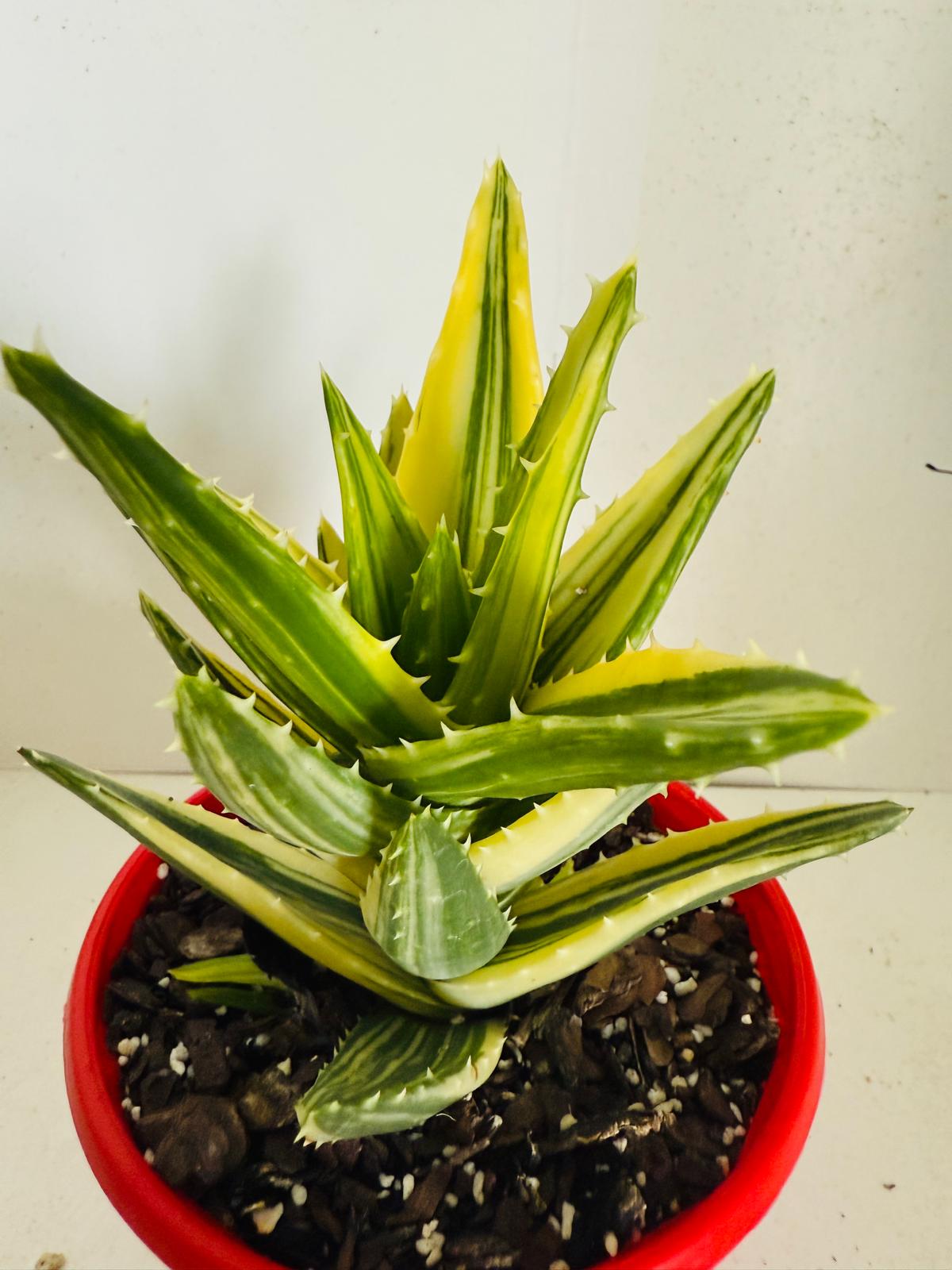 Aloe Hybrid Mitriformis