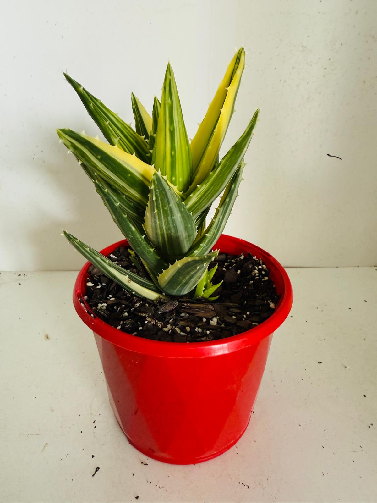 Aloe Hybrid Mitriformis