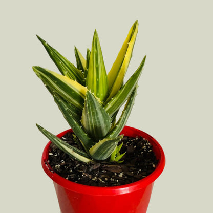 Aloe Hybrid Mitriformis