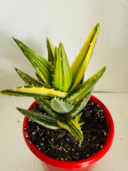 Aloe Hybrid Mitriformis