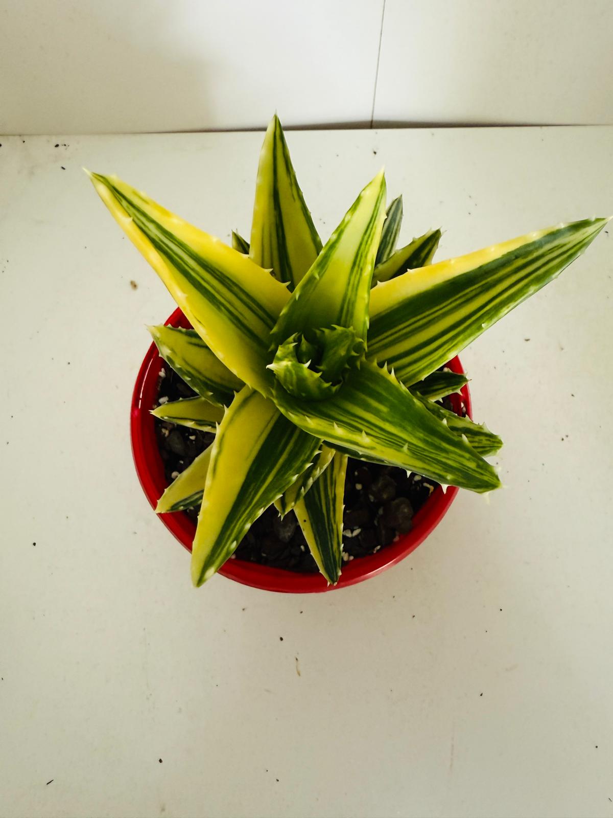 Aloe Hybrid Mitriformis