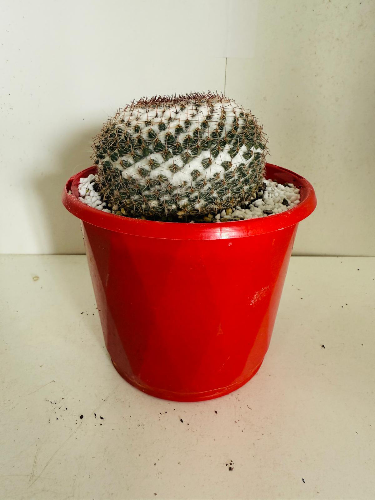 Cacti - Pincushion Cactus #104