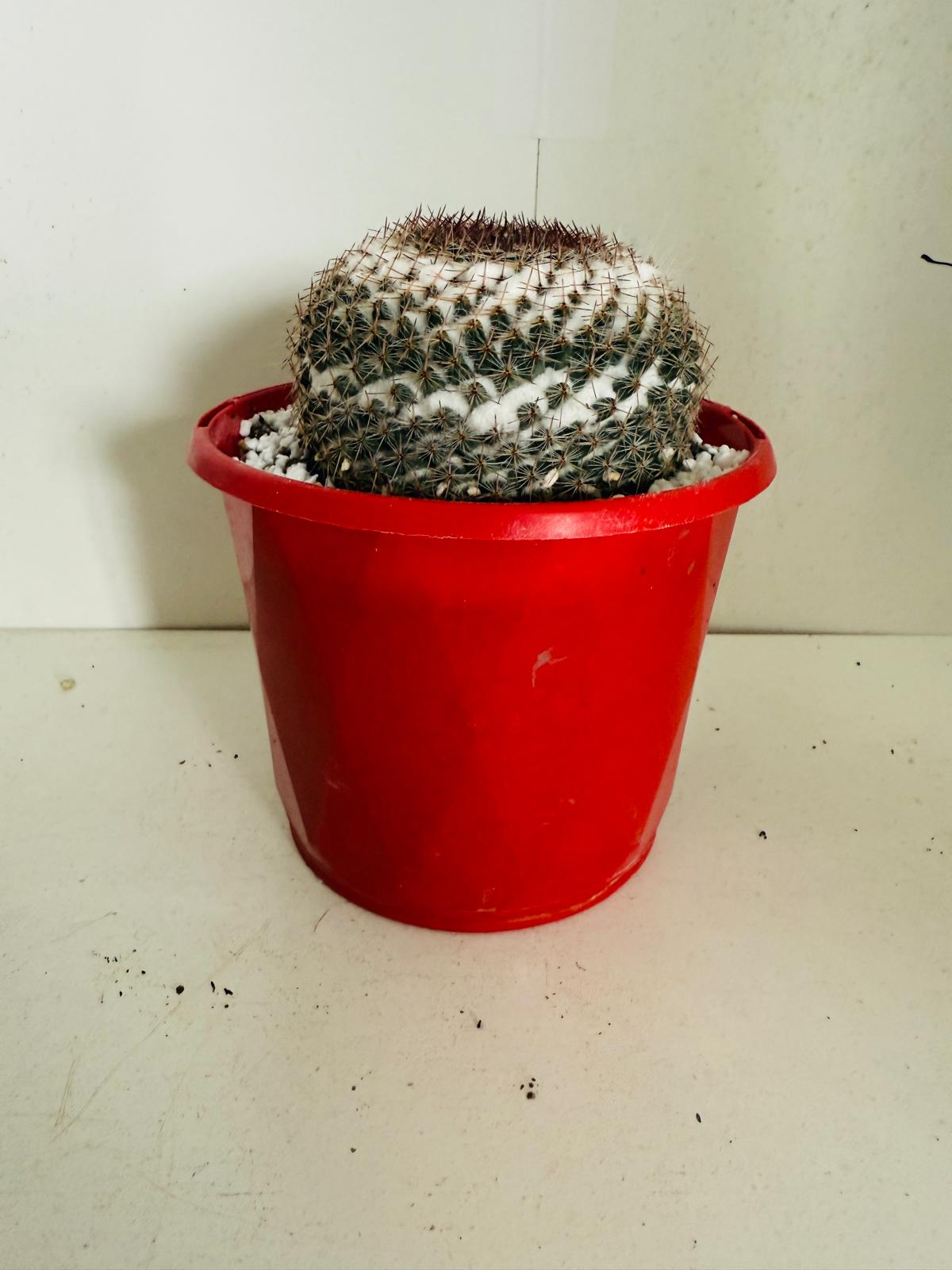 Cacti - Pincushion Cactus #104