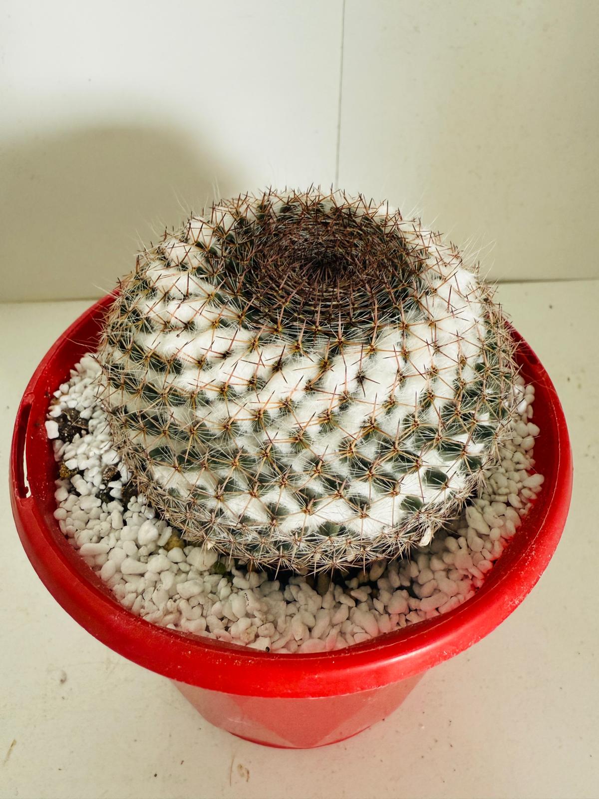 Cacti - Pincushion Cactus #104