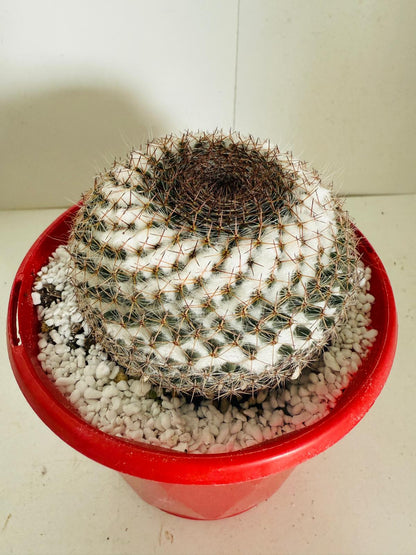 Cacti - Pincushion Cactus #104