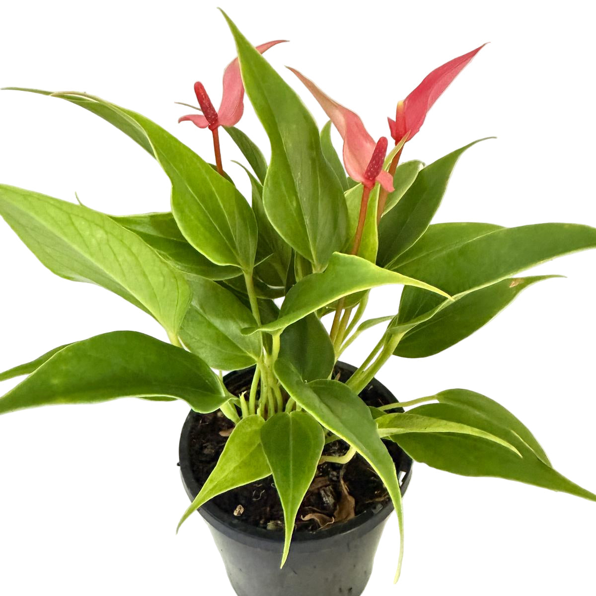 Anthurium ‘Pink &  Lily’