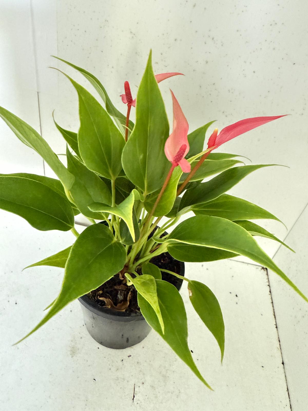 Anthurium ‘Pink &  Lily’
