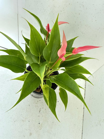 Anthurium ‘Pink &  Lily’
