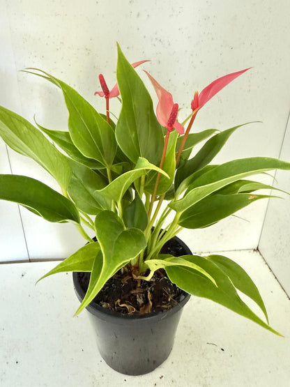 Anthurium ‘Pink &  Lily’