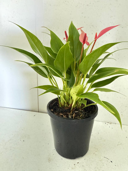 Anthurium ‘Pink &  Lily’