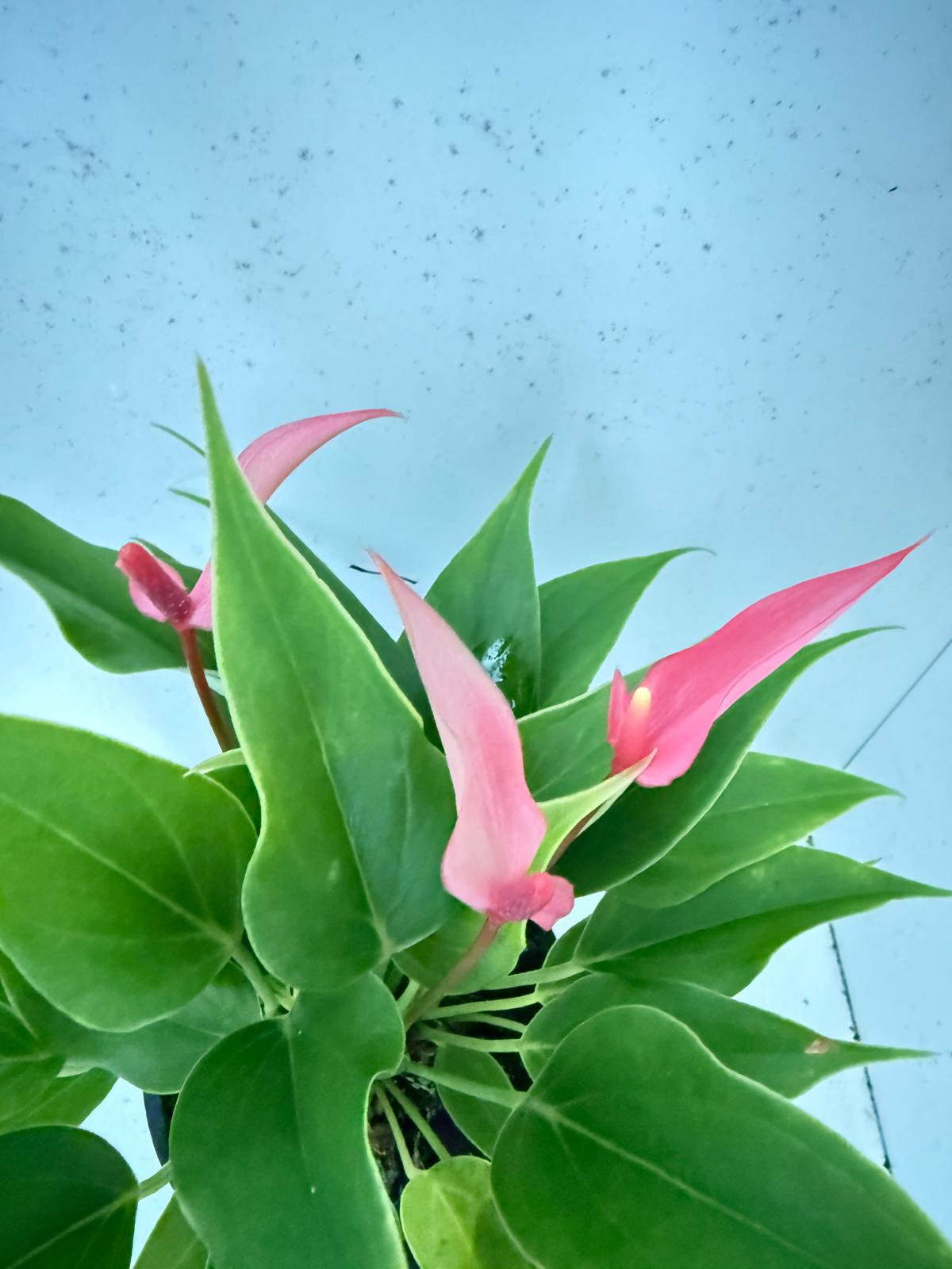 Anthurium ‘Pink &  Lily’