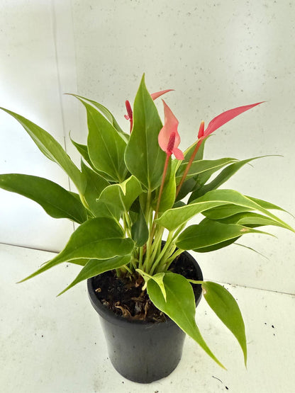 Anthurium ‘Pink &  Lily’