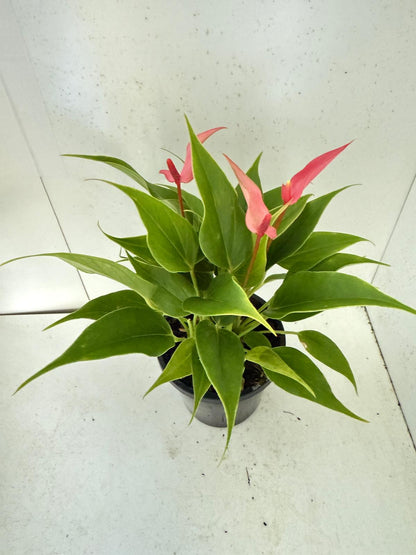 Anthurium ‘Pink &  Lily’
