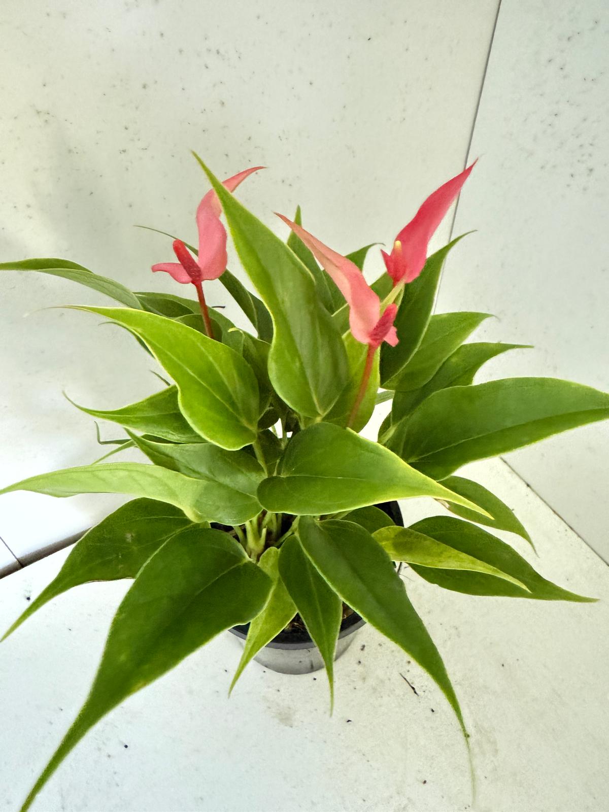 Anthurium ‘Pink &  Lily’