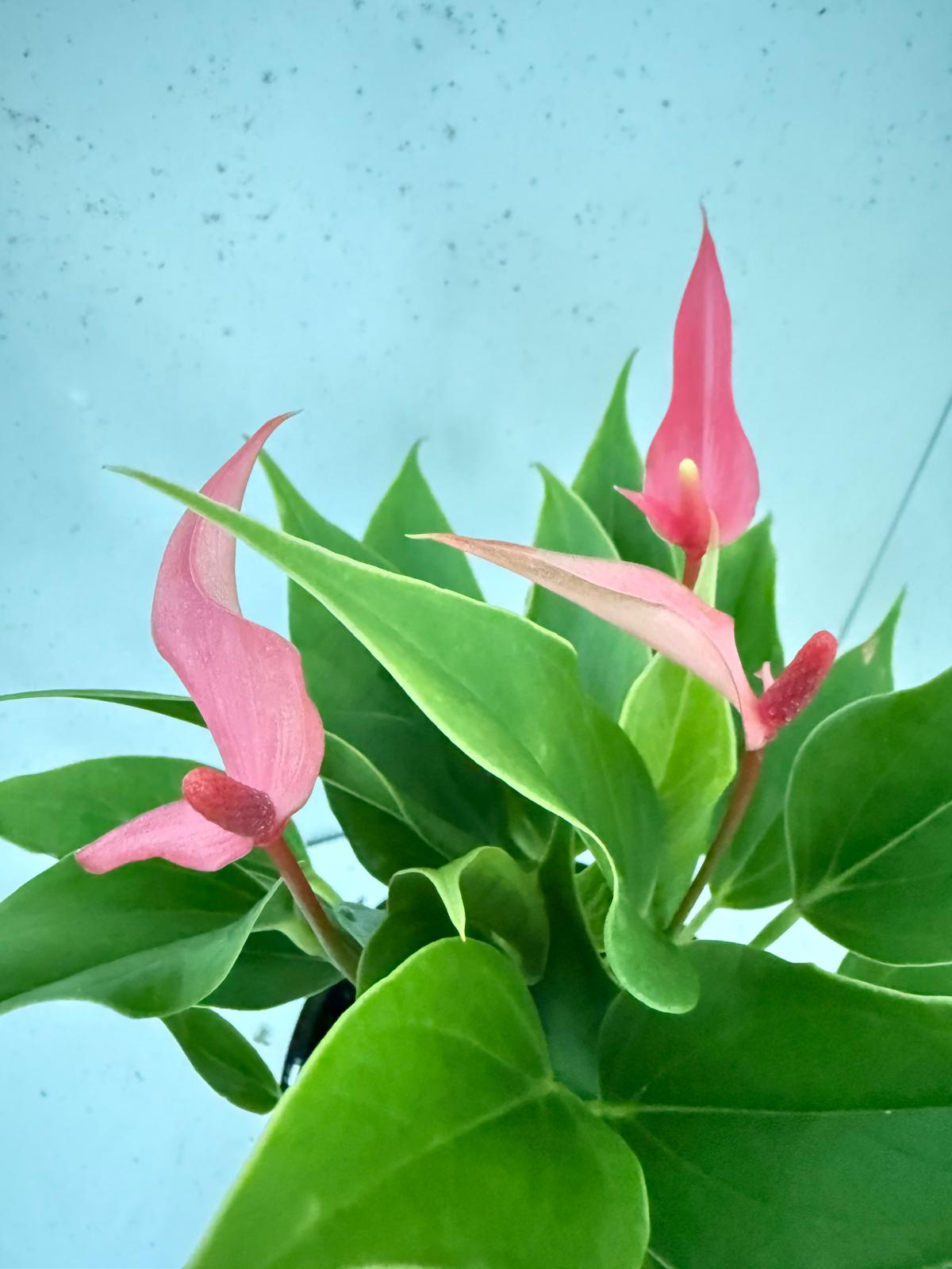 Anthurium ‘Pink &  Lily’