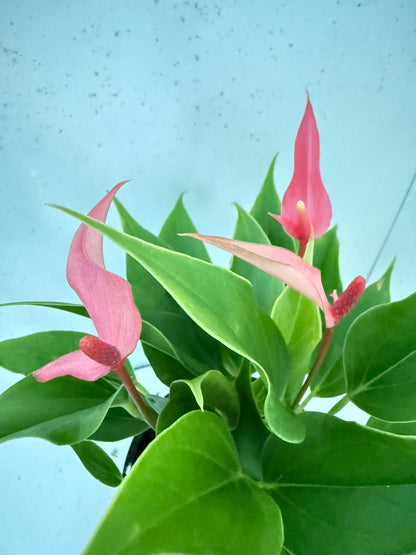 Anthurium ‘Pink &  Lily’