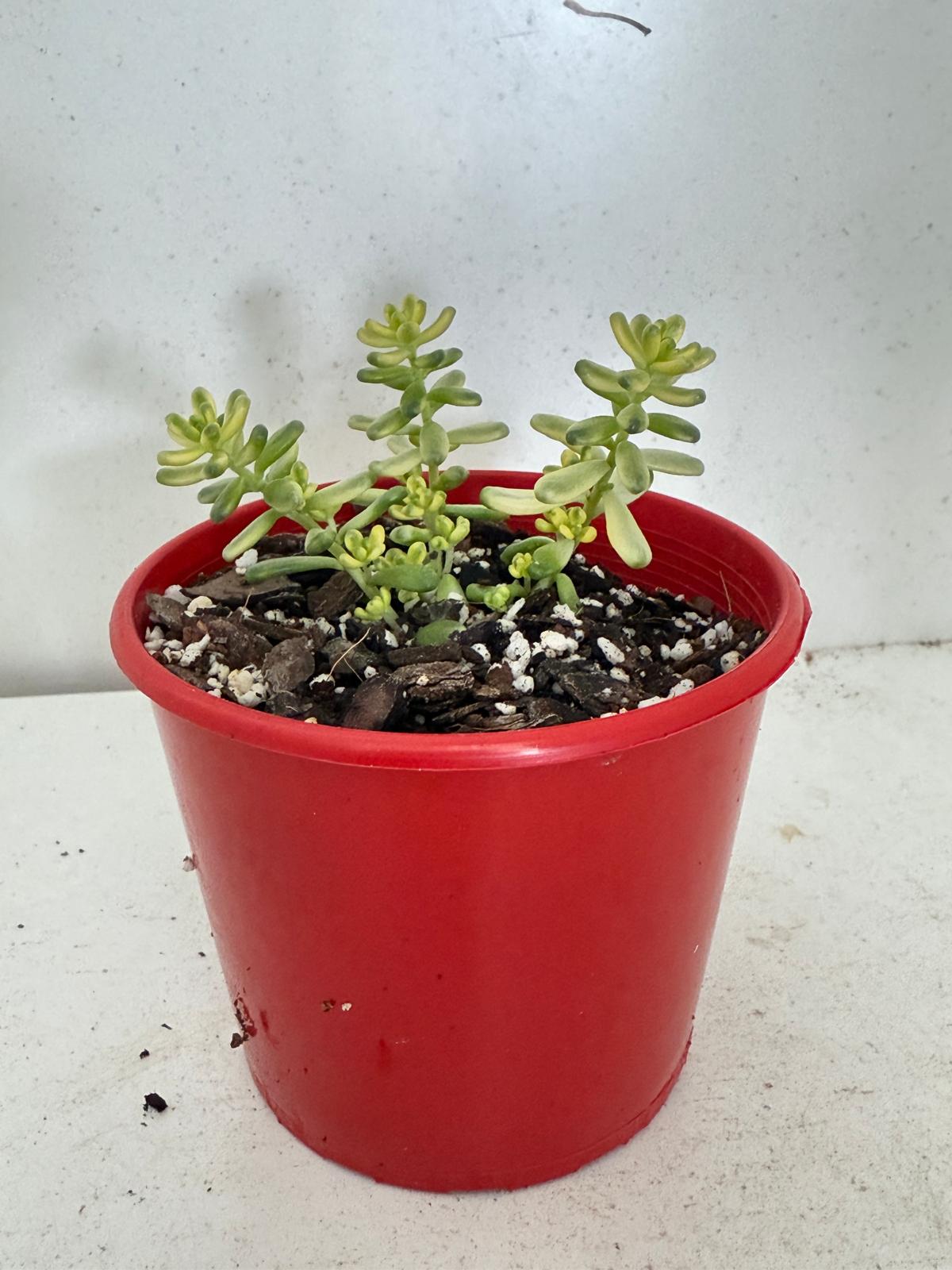 Sedum Golden Rice - Orizifolium Variegata 50mm