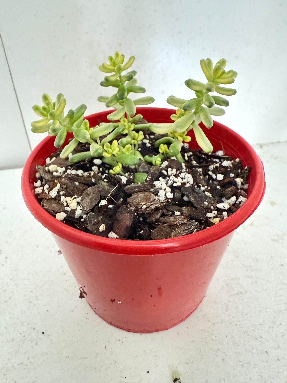 Sedum Golden Rice - Orizifolium Variegata 50mm