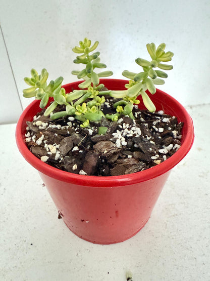 Sedum Golden Rice - Orizifolium Variegata 50mm