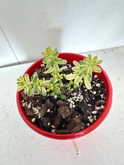 Sedum Golden Rice - Orizifolium Variegata 50mm