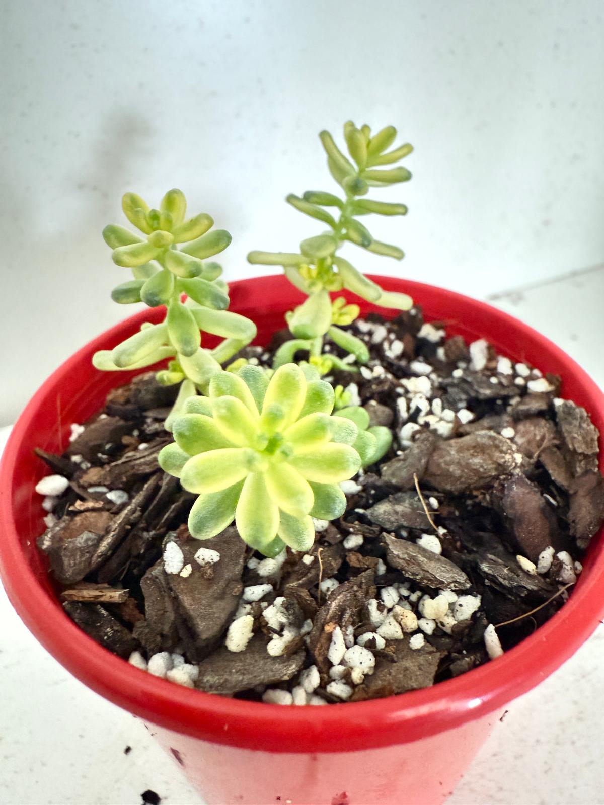 Sedum Golden Rice 80mm