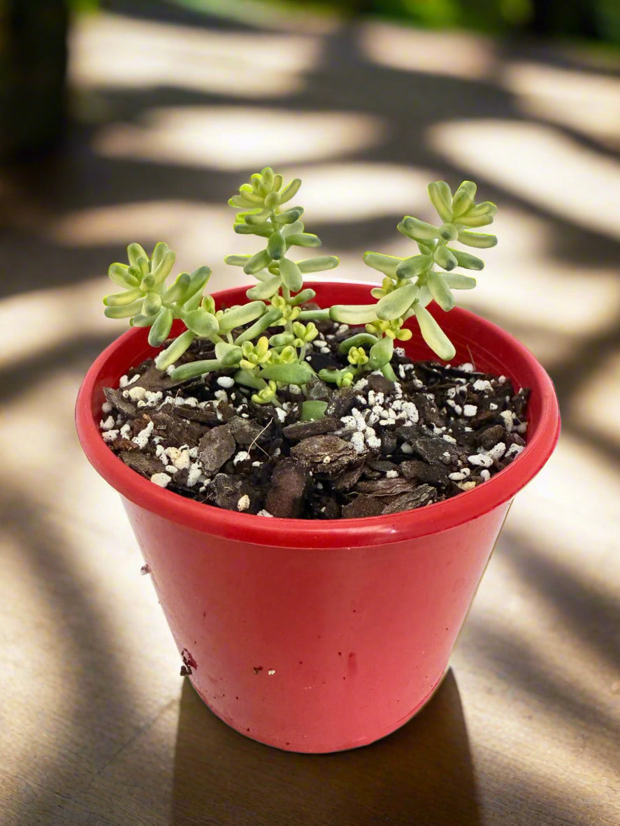 Sedum Golden Rice 80mm