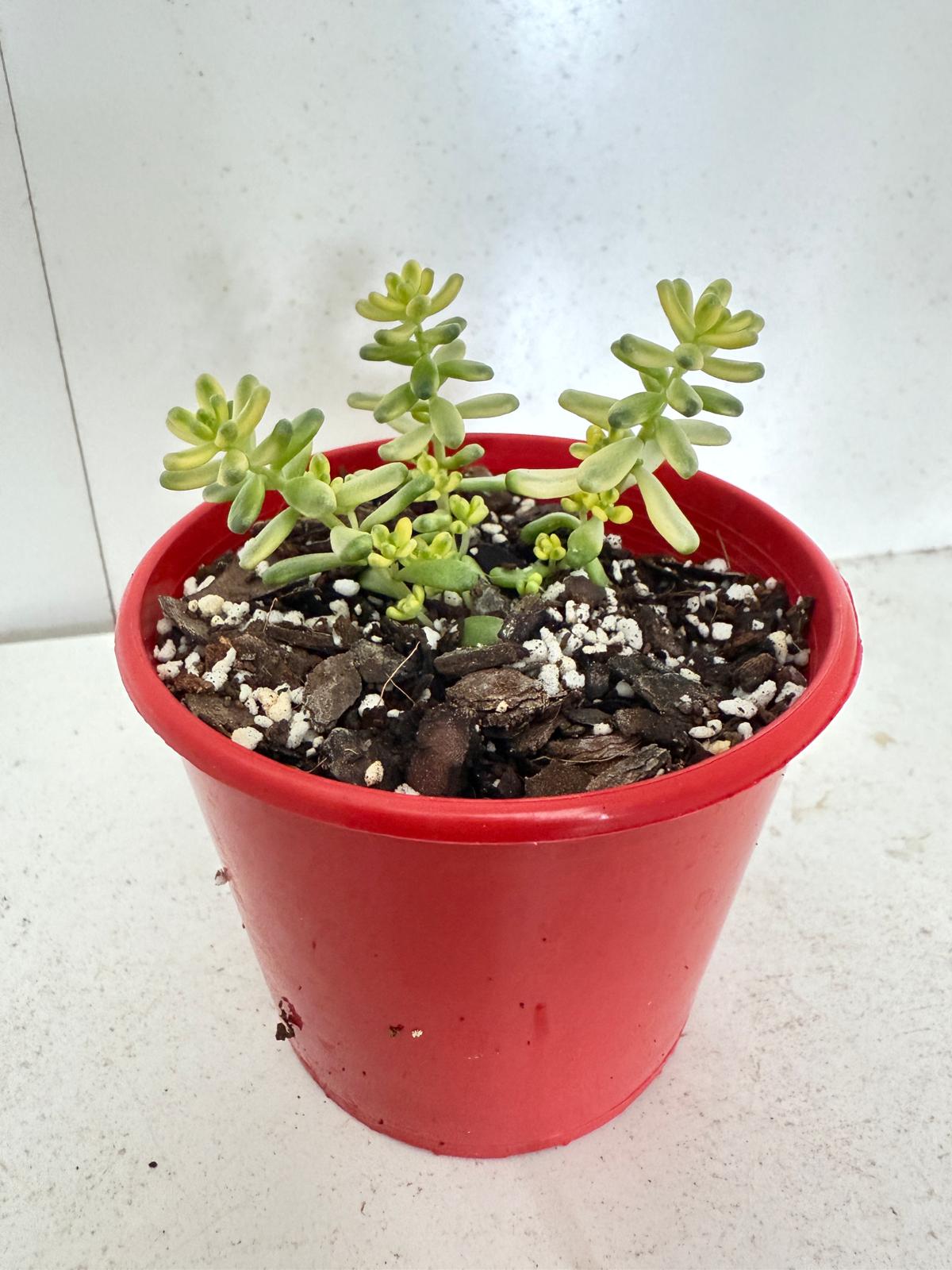 Sedum Golden Rice 80mm