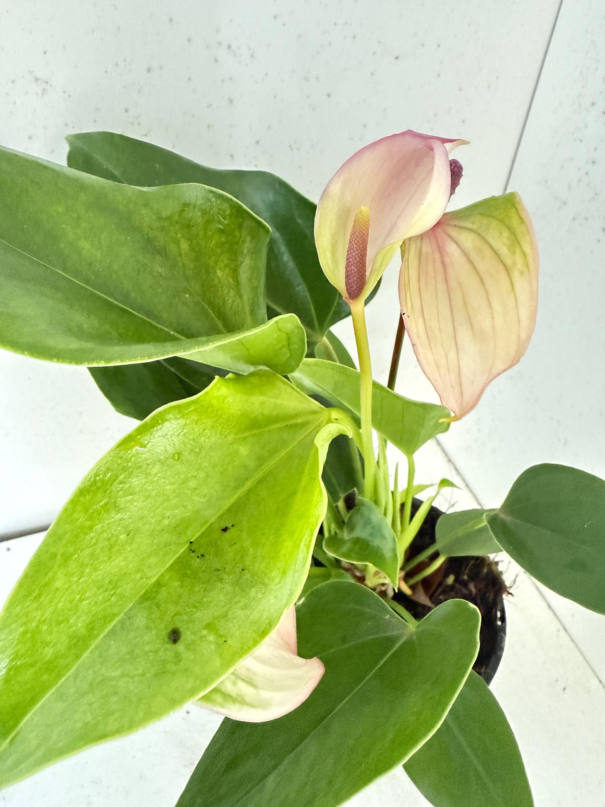 Anthurium Jolie Pulse White with Purple - 100mm with Pot