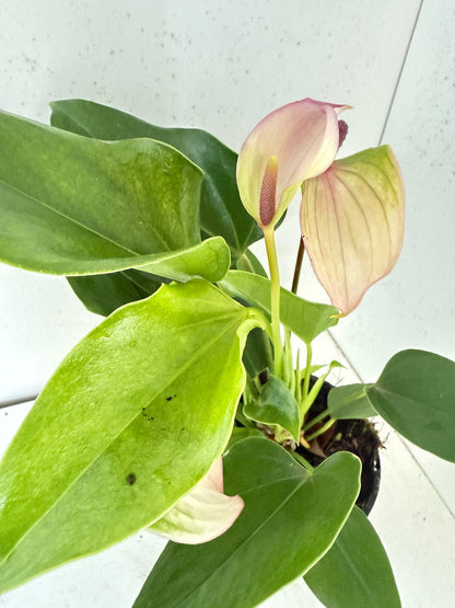 Anthurium Jolie Pulse White with Purple - 100mm with Pot