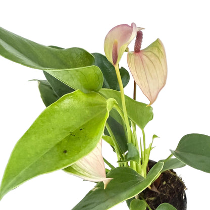 Anthurium Jolie Pulse White with Purple - 100mm with Pot