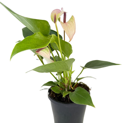 Anthurium Jolie Pulse White with Purple - 100mm with Pot