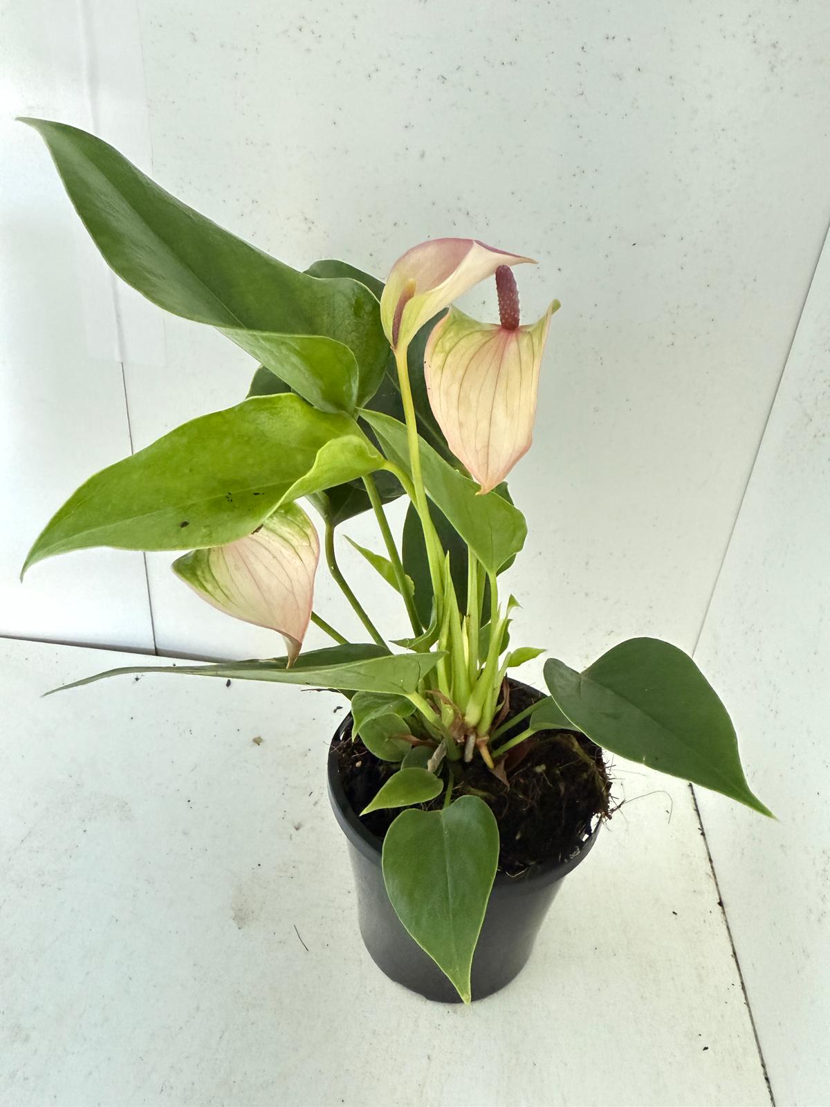 Anthurium Jolie Pulse White with Purple - 100mm with Pot