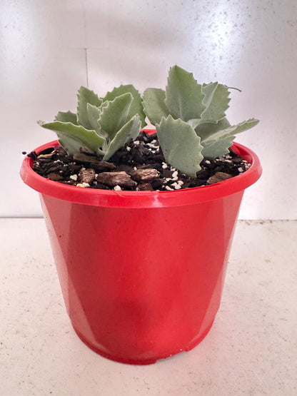 Kalanchoe millotii 130mm