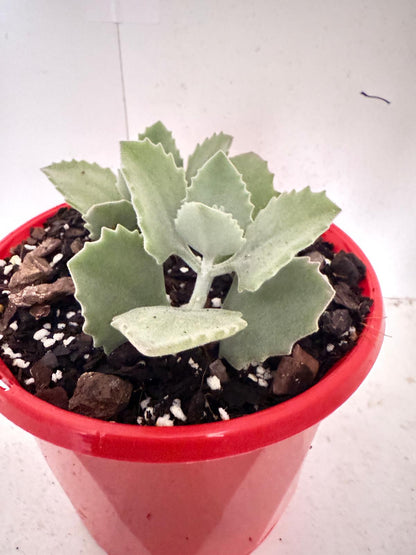 Kalanchoe millotii 130mm