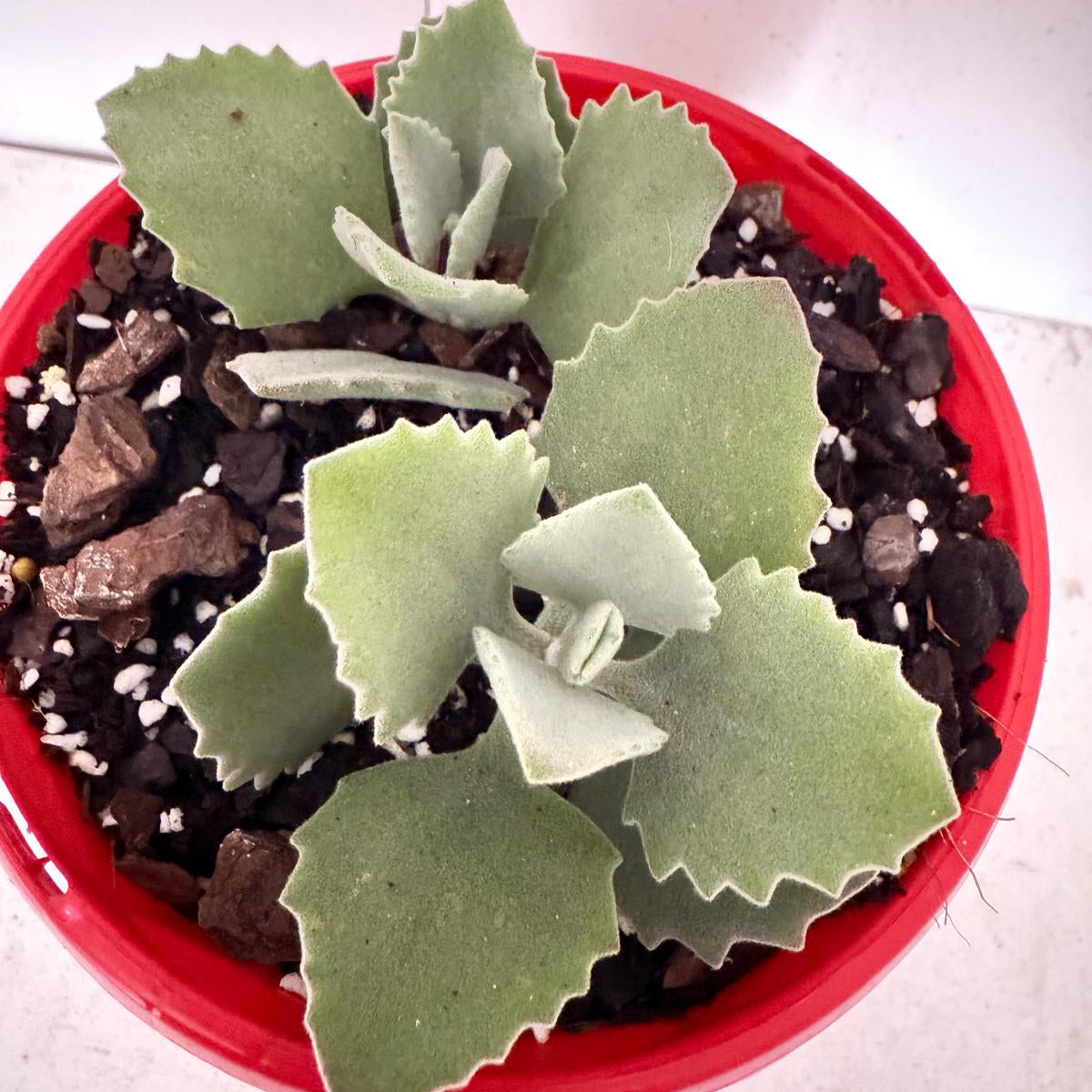 Kalanchoe millotii 130mm