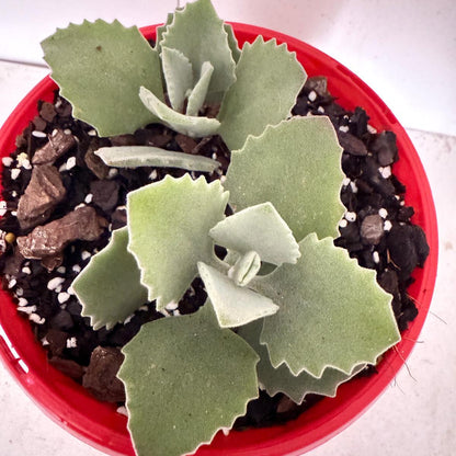 Kalanchoe millotii 130mm