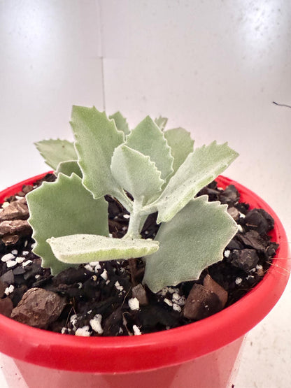 Kalanchoe millotii 130mm