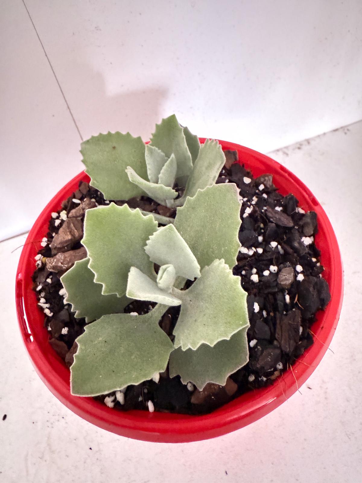 Kalanchoe millotii 130mm