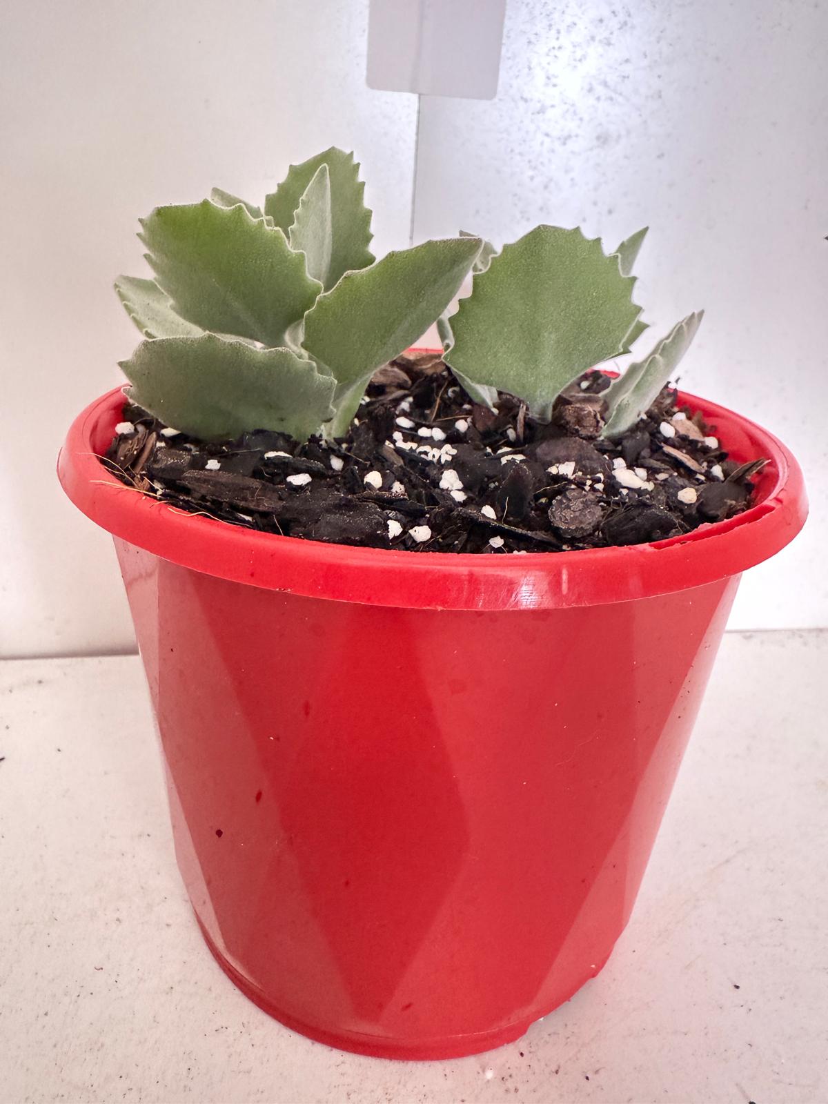 Kalanchoe millotii 130mm