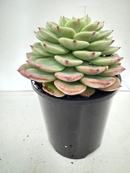 Echeveria Donna Anna 130mm Pot Size
