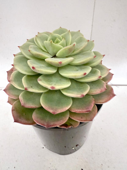 Echeveria Donna Anna 130mm Pot Size
