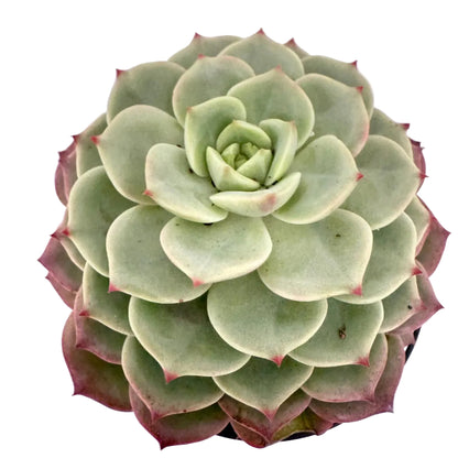 Echeveria Donna Anna 130mm Pot Size