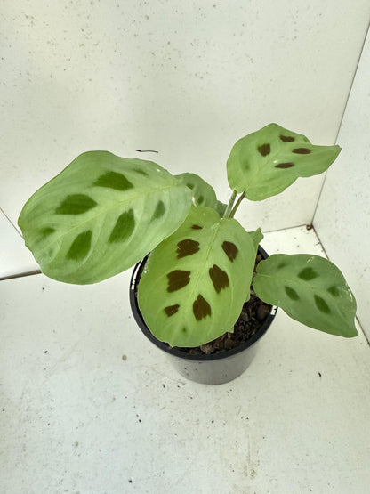 Maranta Kerchoveana - 100mm Pot Size