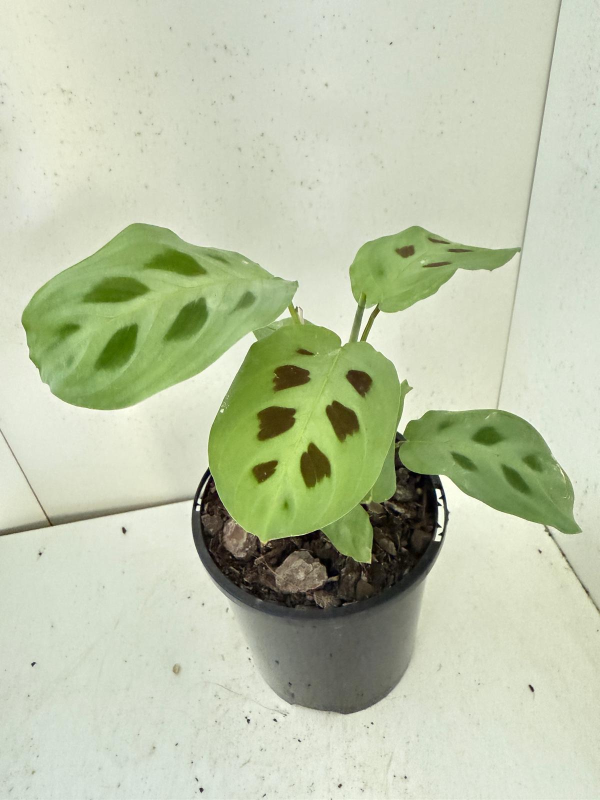 Maranta Kerchoveana - 100mm Pot Size