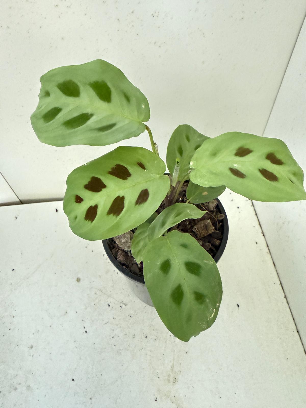 Maranta Kerchoveana - 100mm Pot Size