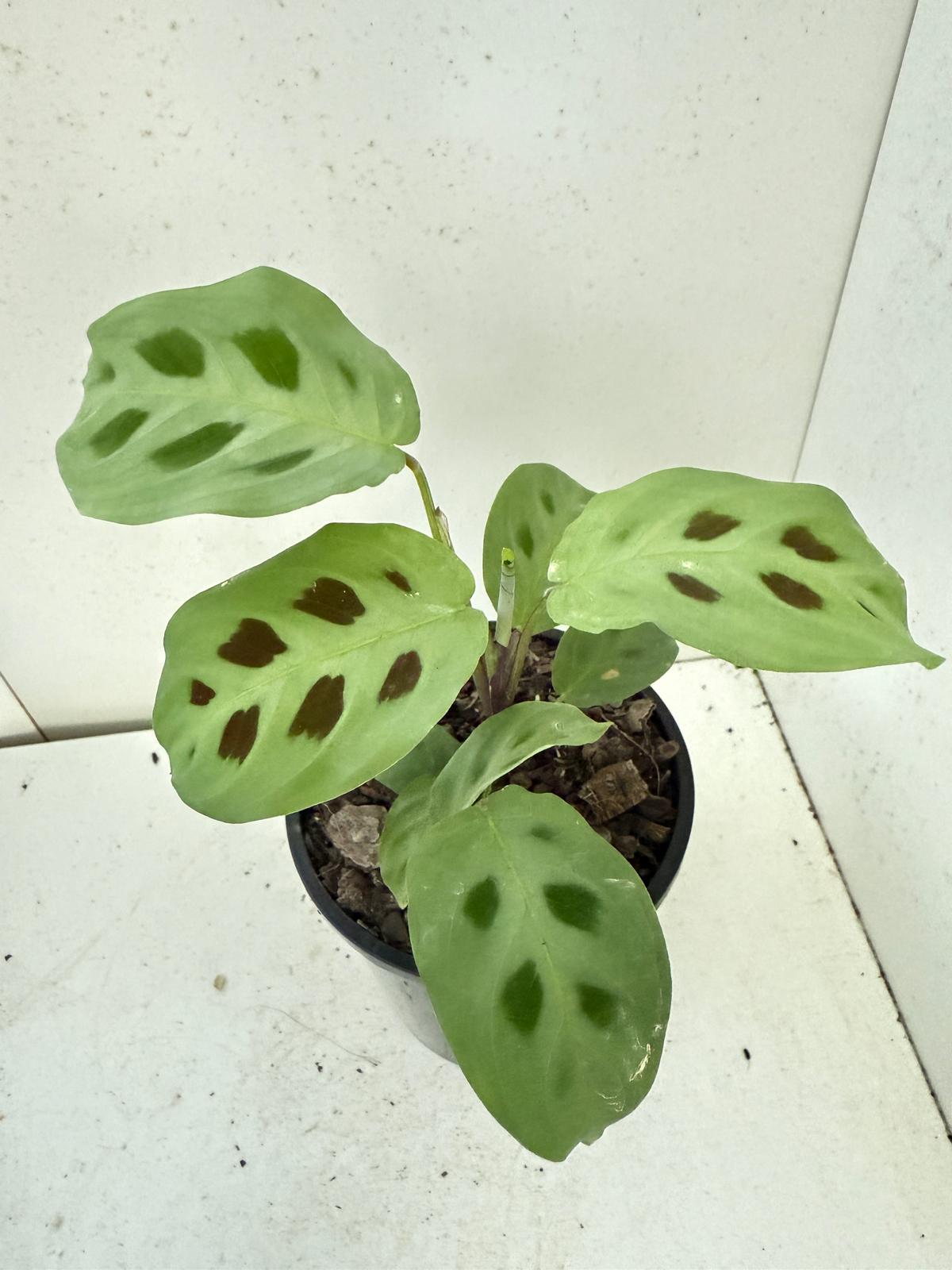 Maranta Kerchoveana - 100mm Pot Size